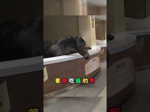 男孩以為馬在感謝還晃脖子回應