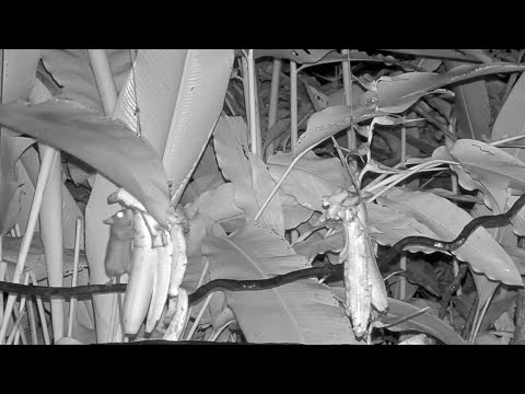 Bats, Rats And Opossum On The Panama Fruit Feeder – Sept 15, 2021