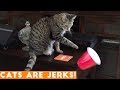 CATS ARE JERKS! Try Not to Laugh - Hilarious Grumpy Cats Compilation April 2018 | Funny Pets Videos