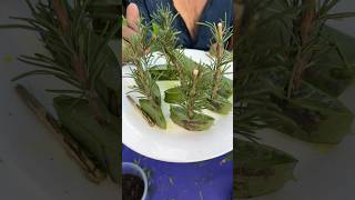 Download lagu How to root rosemary with aloe vera #shorts #aloevera mp3