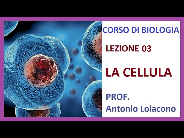 Integer Cellula Exploring the Cell: Structure, Function, and Types | Magica