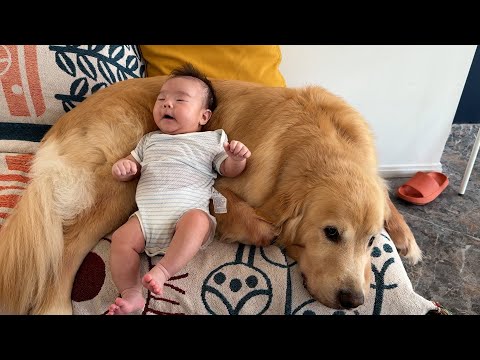기꺼히 아기 동생을 위해 베개가 되어준 골든리트리버