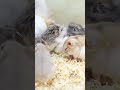 चूहा की आवाज Mouse Rat Sound