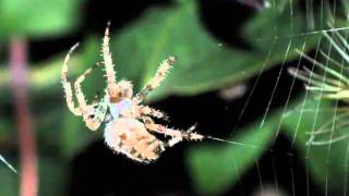 ALONG CAME A SPIDER 3.wmv