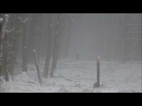 Einzelner Hirsch im Nebel (Pirsch) // red deer in the fog (deerstalking)