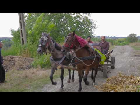 Broscauti   23 Septembrie 2016