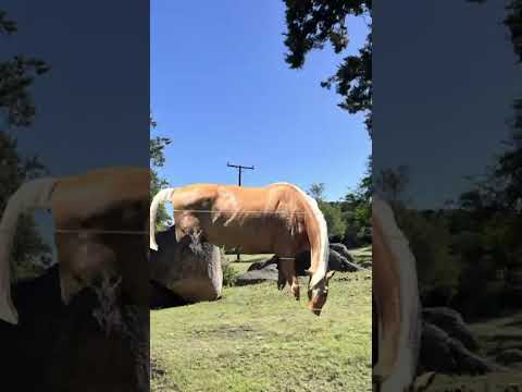 Posta Los Nogales, Achiras Cordoba