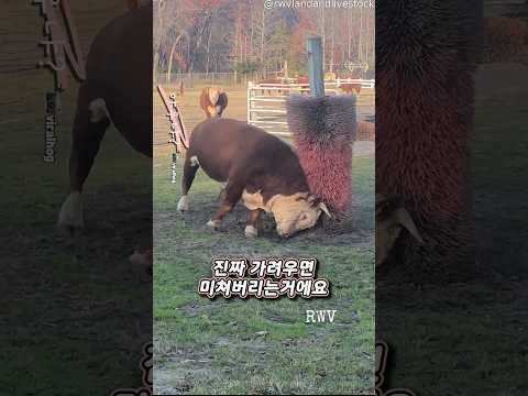 소가 환장하는 기구