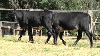 Vídeo 9 - 3º LEILÃO ANUAL SÍTIO UNIÃO | GADO HOLANDÊS HVB E HPB GC1 A GC6