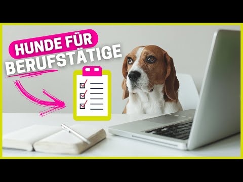 Top 10 Hunderassen für Berufstätige 🐶