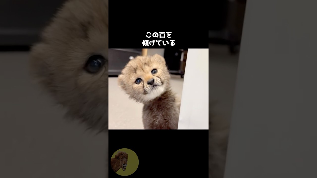 チーターはただのデカいネコです！😺 #動物 #雑学 #豆知識 #チーター #かわいい #猫