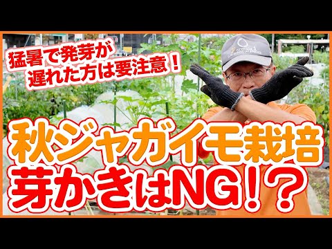 園芸 バググロス、ガチョウの舌、マムシ草