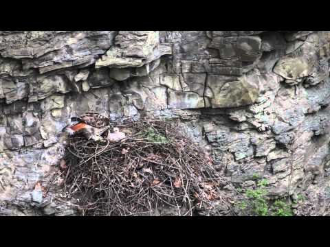 Red-tailed Hawk Nest