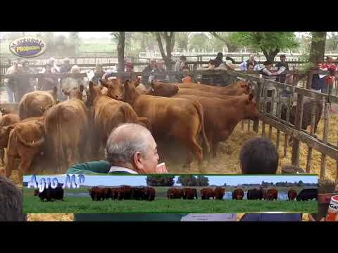 Ganaderia - Remate TerraGarba Sociedad Rural de Bolivar