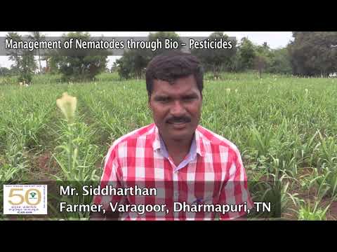 ICAR-IIHR Success Story