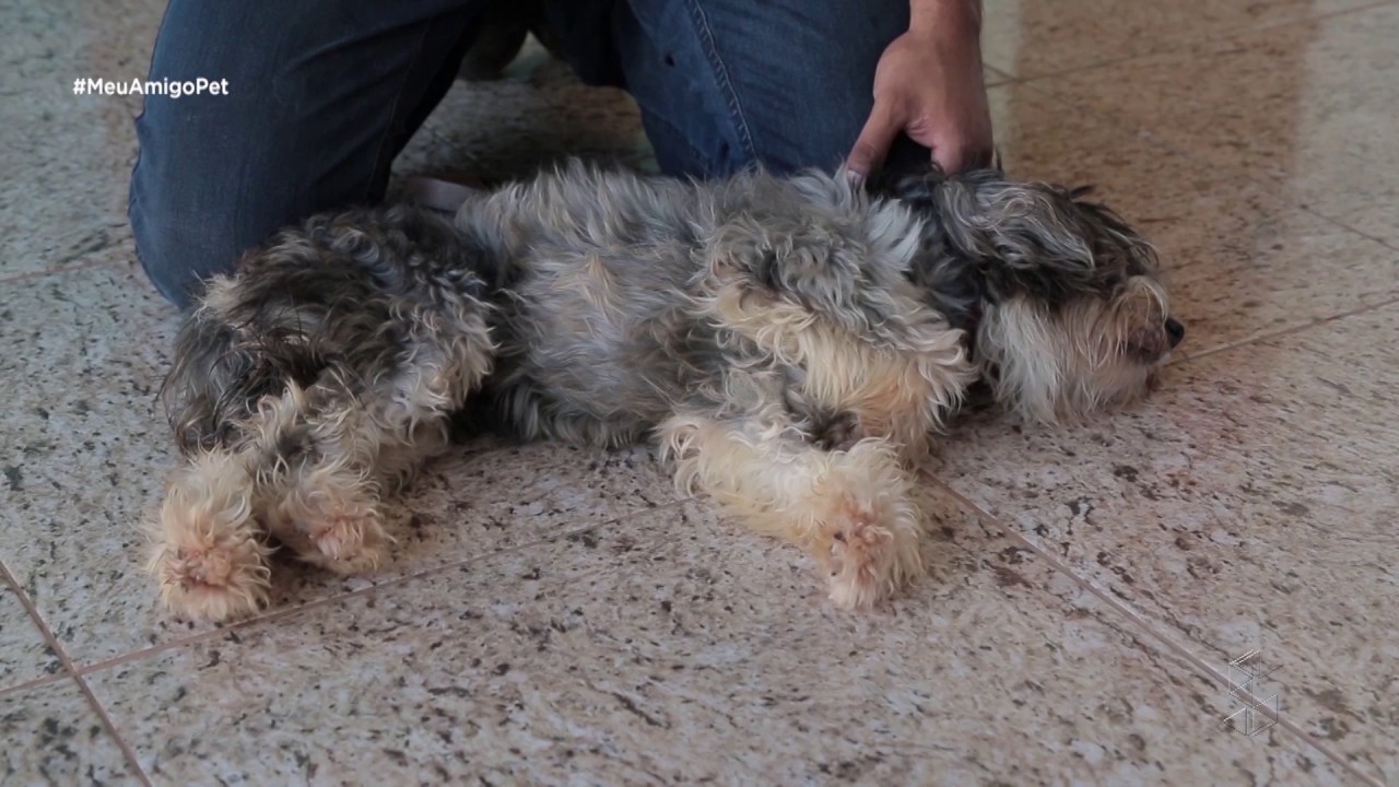 Aretha: veja como lidar com caso de cachorro agressivo com o dono