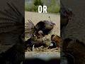 Which Archery Shot Is More Impressive Shorts Turkey Slowmotion Hunting Archery