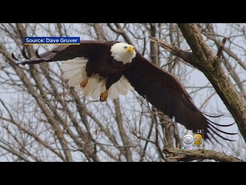 download lagu mp3 mp4 Eagles In Illinois, download lagu Eagles In Illinois gratis, unduh video klip Eagles In Illinois