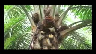 Download lagu PSDM MM UNTAN XXVII BERMAN, ABID & PRIANTORO mp3