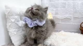 ブリティッシュロングヘアの動画01