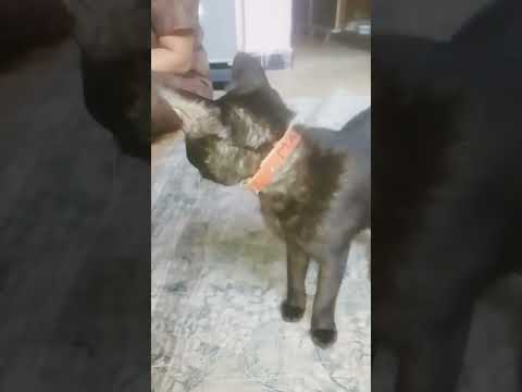 hrudyi vasant phulatana #myqueen #om