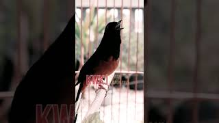 Download lagu murai isian cililin sambung kenari 👆👆🖒🖒 mp3