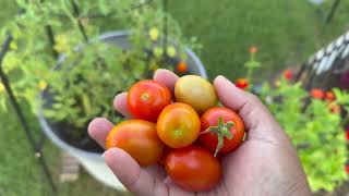the harvest is plentiful...
