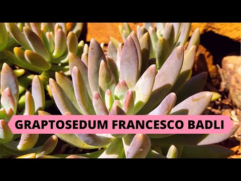 TUDO SOBRE A FRANCESCO BALDI