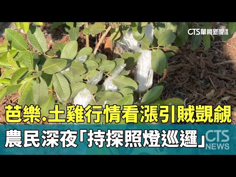 芭樂、土雞行情看漲引賊覬覦　農民深夜「持探照燈巡邏」