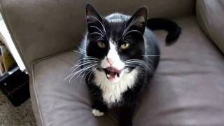 Singing Cat Music Video - "It Ain't Right" by John Fogerty