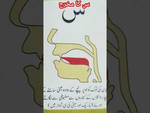 Seen (س) Ka Makhraj | Urdu | Asan Tajweed | Learn Quran #tajweed #makhraj #viral #ytshorts #shorts