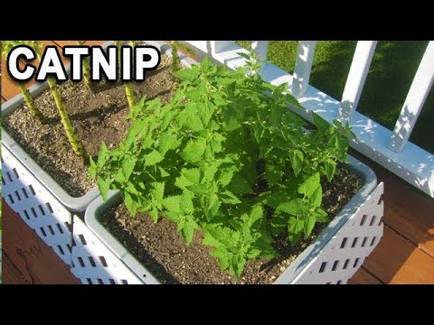 CATNIP container grown HARVEST and CAT Reactions how to grow and dry bubblebeet garden start seeds