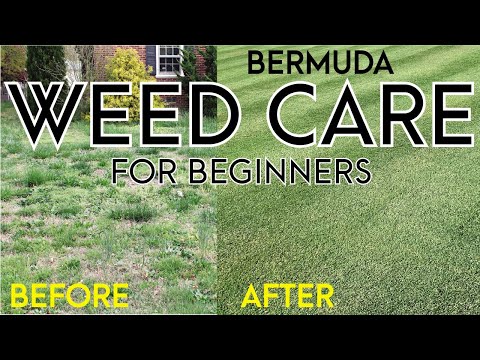 Getting Rid of Weeds in your Bermuda Grass for Beginners
