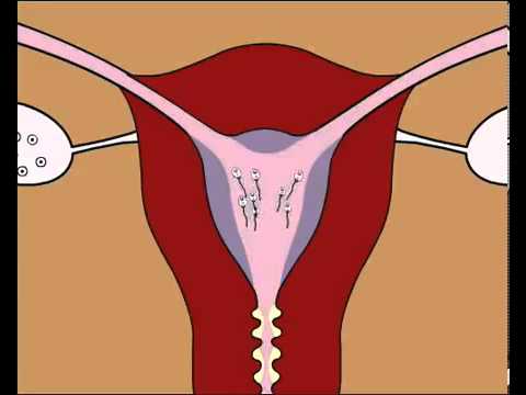 comment prendre ovule