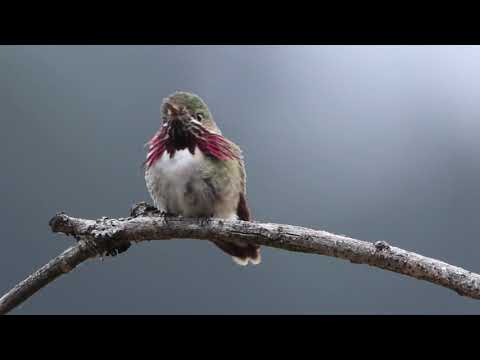 Calliope Hummingbird