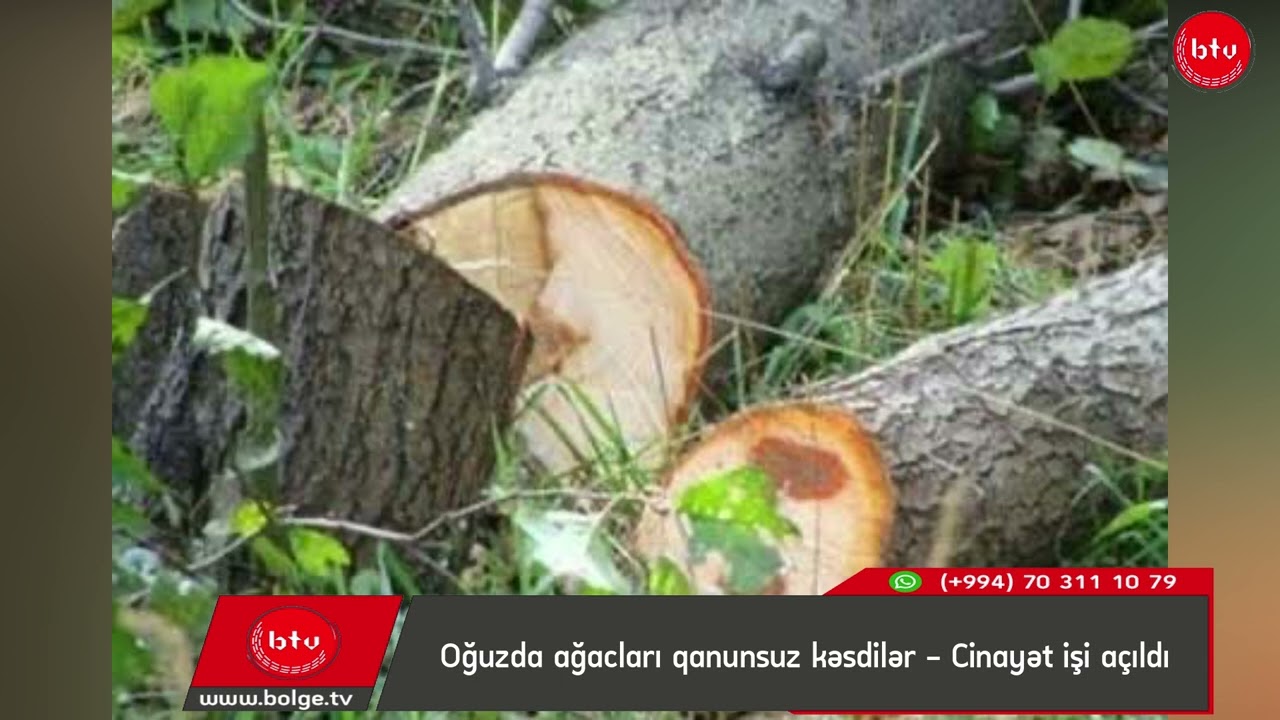 Oğuzda ağacları qanunsuz kəsdilər - Cinayət işi açıldı