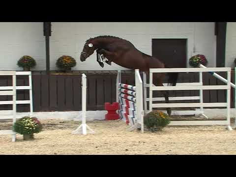 29. Mecklenburger Körtage - Kat. Nr. 34 Hengst v. A la Carte