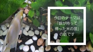【雑談動画】今回のテーマは｢娘が持って帰った米の苗｣について　#お米 
