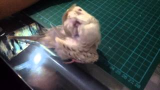 My Little Budgie(Tell me if it is rare or not)