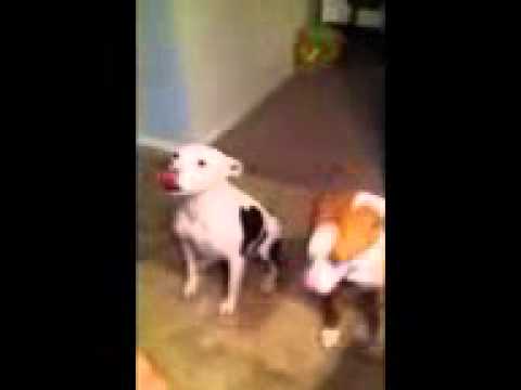 He eats more like a duck.