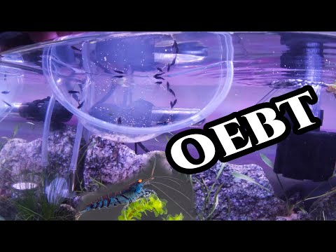 Rare shrimp from Plamski Shrimp Farm! My first shrimps!