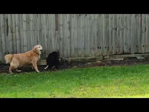 when your golden retriever forgets she's too old to run around