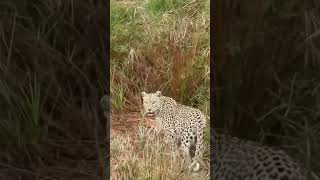 Download lagu #funny #ghost #pets #animals #comedy #seram #suarahewan #hunter #wildlife #jalanyangjauhjanganlupapu mp3 Download lagu #funny #ghost #pets #animals #comedy #seram #suarahewan #hunter #wildlife #jalanyangjauhjanganlupapu mp3