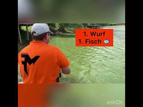 Test Feedermania Pellet Box mit Pulverdip