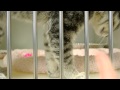 Silver Gray Tabby At OC Shelter