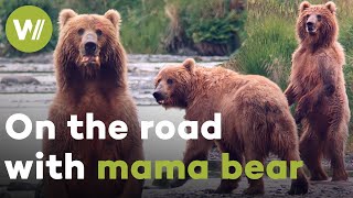 Mother bears and their cubs: Hunting salmon with Kodiak bears and playtime with the Grizzlies
