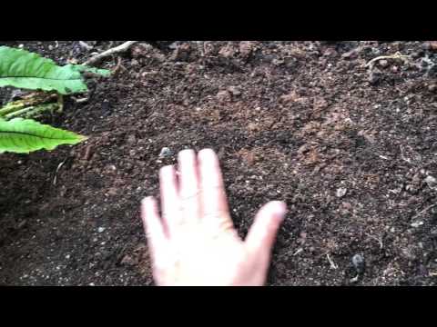 Så grönsaker 8 ätbara saker jag sår idag i mitten av juli