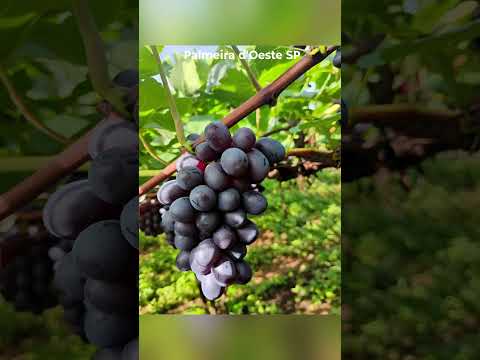 Palmeira d'Oeste SP #humor #caminhoparaumavidamelhor #curiosidades