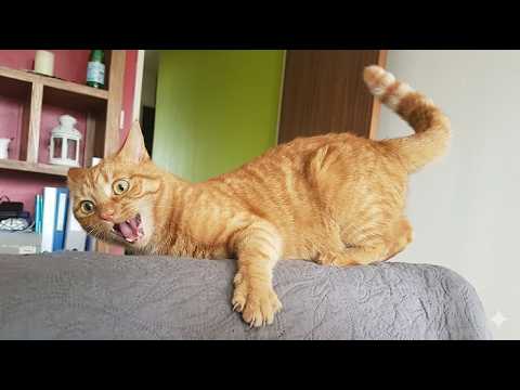 CATS: Masters of Chaos and Laughter 😂🐱