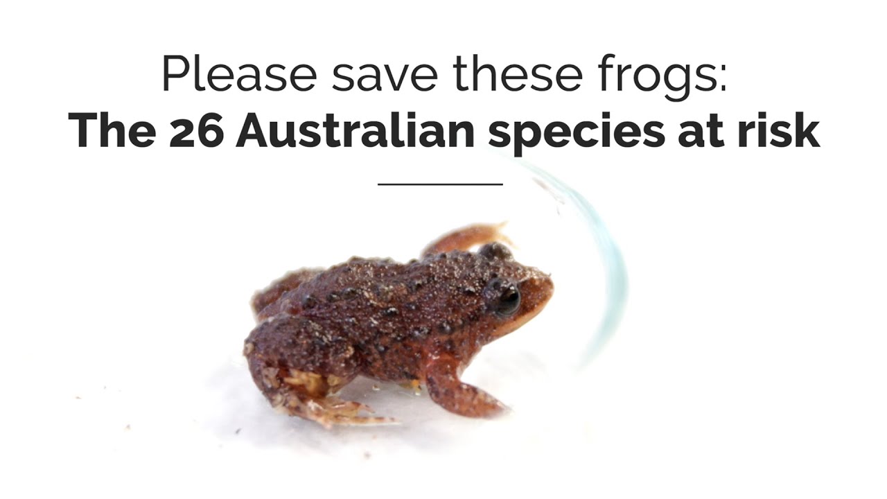Please save these frogs: The 26 Australian species at greatest risk of extinction